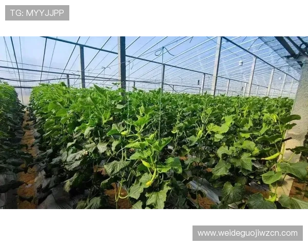 奇异果体育线上网址下载功能介绍，全面了解奇异果体育的特色与优势